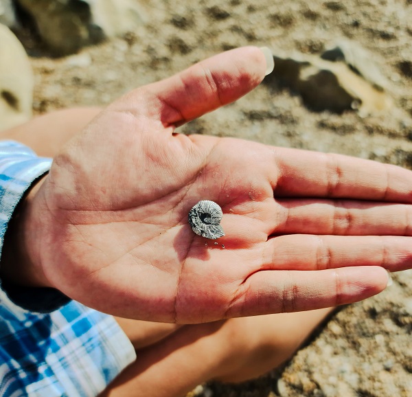 Ammonite fossil in hand
